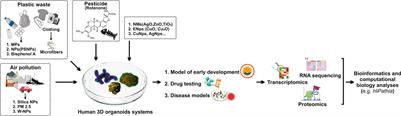 Human Embryos, Induced Pluripotent Stem Cells, and Organoids: Models to Assess the Effects of Environmental Plastic Pollution